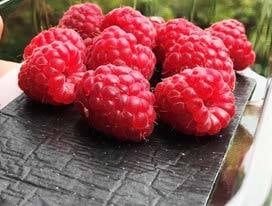 Sirane Fruit